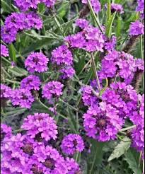 Vervain Flower Seeds for Planting – Hardy Heirloom, Non-GMO High Germination Organic Garden Seeds