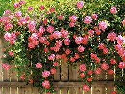 Pink Climbing Rose Flower Seeds for Planting – 100 pcs, Heirloom, Non-GMO, High Germination, Organic Garden Seeds