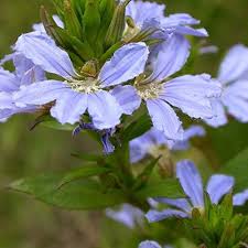 Crassifolia Flower Seeds for Planting – Hardy Variety, Heirloom, GMO Free Organic Garden Seeds