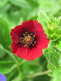 Red Potentilla Atrosanguinea Flower Seeds for Planting | Heirloom Non-GMO High Germination Seeds