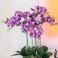 Violet Butterfly Orchid Flower Seeds for Planting – Heirloom, Non-GMO, High Germination Organic Garden Seeds