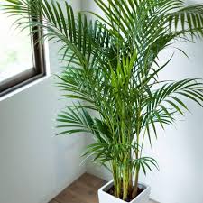 Green Chrysalidocarpus Lutescens Flower Seeds for Planting – Heirloom Non-GMO High Germination Organic Garden Seeds