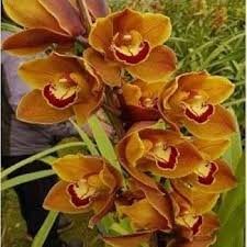 Heirloom Cymbidium Flower Seeds for Planting – Drought Tolerant, Non-GMO, High Germination Organic Garden Seeds