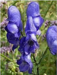 Monkshood Flower Seeds for Planting – Heirloom Non-GMO, High Germination, Shade Tolerant