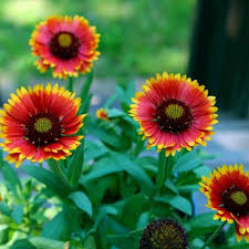 Heirloom Gaillardia Flower Seeds – Non-GMO, High Germination Organic Garden Seeds