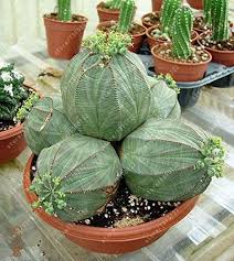 Heirloom Euphorbia Obesa Flower Seeds – Non-GMO, High Germination Organic Garden Seeds