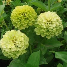 Green Zinnia Elegans Flower Seeds for Planting – Heirloom, Non-GMO Premium Organic Garden Seeds