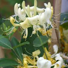 Lonicera Ciliosa Flower Seeds for Planting – Heirloom, Non-GMO, Compact Growth, High Germination