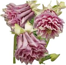 Pink Petticoat Flower Seeds for Planting | Heirloom Non-GMO High Germination Organic Garden Seeds