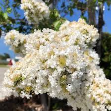 White Crape Myrtle Tree Seeds for Planting – Heirloom, Non-GMO, Compact Growth, Organic Garden Seeds