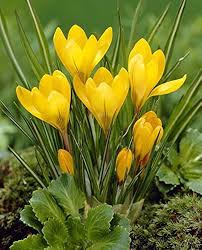 Yellow Crocus Flower Seeds for Planting – Heirloom, Non-GMO, Perfect for Borders, Organic Garden Seeds