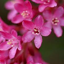 Pink Currant Flower Seeds for Planting – Heirloom, Non-GMO, Vibrant Colors Organic Garden Seeds