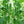 Arola Cucumber Seeds for Planting – Organic Heirloom Non‑GMO High Germination Organic Garden Seeds, Salad Cucumber