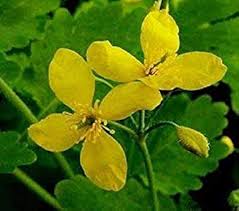Chelidonium Majus Flower Seeds for Planting – Heirloom, Non-GMO, Fragrant Blossoms Organic Garden Seeds