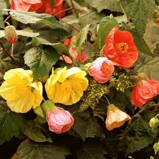 Abutilon Bellvue Flower Seeds for Planting – Heirloom, Non-GMO, Drought Tolerant Organic Garden Seeds