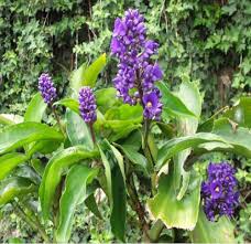 Thyrsiflora Flower Seeds for Planting Heirloom Non-GMO High Germination Organic Garden Seeds