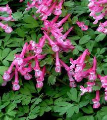 Flower Seeds, Seeds,Seeds For Planting,Plant Seeds