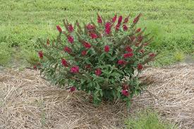 Maroon Buddleia Flower Seeds for Planting – Heirloom, Non-GMO, High Germination Organic Garden Seeds