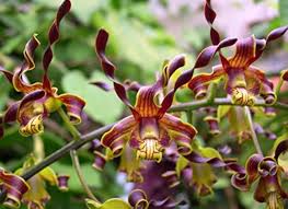 Brown Dendrobium Flower Seeds for Planting – Heirloom, Non-GMO, Organic Garden Seeds