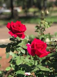 Hybrid Rose Flower Seeds for Planting – Sun Loving, Heirloom, GMO Free Organic Garden Seeds