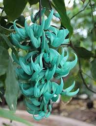 Sky Blue Endangered Jade Flower Seeds for Planting – Heirloom, Non-GMO Long-Bloom Organic Garden Seeds