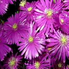 Delosperma Cooperi Flower Seeds for Planting – Heirloom, Non-GMO Seasonal Organic Garden Seeds