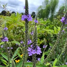 Blue Vervain Flower Seeds for Planting – Heirloom, Non-GMO, Premium Quality Organic Garden Seeds