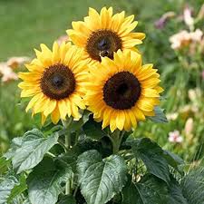 Sunflower Flower Seeds for Planting | Heirloom Non-GMO Organic Garden Seeds, Bright Blooms, High Germination