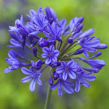 Blue Agapanthus Flower Seeds for Planting – Heirloom, Non-GMO, High Germination Organic Garden Seeds