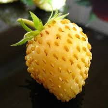 Fruit Seeds,Garden seeds, Seeds For Planting,Plant Seeds