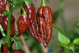 Vegetable Seeds,Garden seeds, Seeds For Planting,Plant Seeds