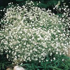 White Gypsophila Elegans Flower Seeds for Planting - Heirloom, Non-GMO, High Germination Organic Seeds