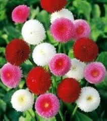 Pink Bellis Perennis Flower Seeds for Planting – Heirloom, Non-GMO, Premium Organic Garden Seeds