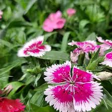 Dianthus Flower Seeds for Planting – Colorful Display Heirloom Non-GMO High Germination Organic Garden Seeds