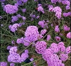 Purple Vervain Flower Seeds for Planting – Heirloom, Non-GMO, Garden Favorite Organic Garden Seeds