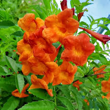 Orange Tecoma Flower Seeds for Planting – Heirloom, Non-GMO, High Germination Organic Garden Seeds