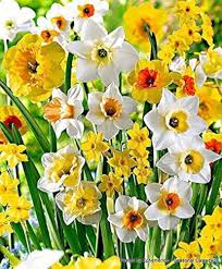 Daffodil Flower Seeds for Planting – Heirloom, Non-GMO, High Germination Organic Garden Seeds