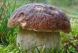 Vegetable Seeds,Garden seeds, Seeds For Planting,Plant Seeds