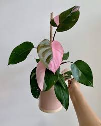 Heirloom Philodendron Flower Seeds for Planting – Non-GMO, High Germination Organic Garden Seeds