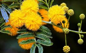 Mimosa Flower Seeds for Planting - Heirloom, Non-GMO, High Germination Organic Garden Seeds