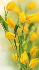 Yellow Blue Tulip Flower Seeds for Planting – Bright Blooms, Heirloom & Non-GMO Seeds