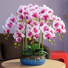 Phalaenopsis White Pink Flower Seeds for Planting | Heirloom Non-GMO High Germination Organic Garden Seeds