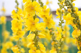 Yellow Verbascum Thapsus Flower Seeds for Planting – Heirloom, Non-GMO, High Germination Organic Garden Seeds