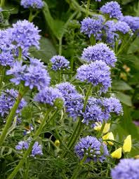 Gilia Capitata Flower Seeds for Planting – Heirloom, Non-GMO Wildflower Mix, High Germination Seeds
