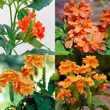 Firecracker Flower Seeds for Planting | Heirloom Non-GMO Organic Garden Seeds