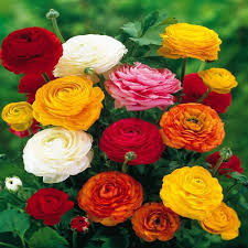 Mixed Ranunculus Flower Seeds for Planting – Drought Tolerant Heirloom GMO Free Seeds for Home Garden Non-GMO