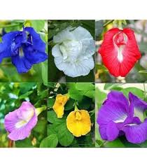 Coral Pea Flower Seeds for Planting – Shade Tolerant, Heirloom, GMO Free Organic Garden Seeds