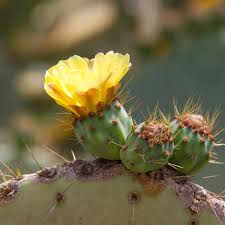 Heirloom Yellow Opuntia Flower Seeds for Planting – Pollinator Friendly, Non-GMO, High Germination Organic Garden Seeds