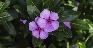 Dark Purple Periwinkle Flower Seeds for Planting – Heirloom Non-GMO Organic Garden Seeds,