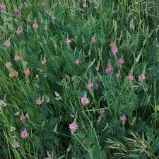 Heirloom Shoshone Flower Seeds – Non-GMO, High Germination Organic Garden Seeds